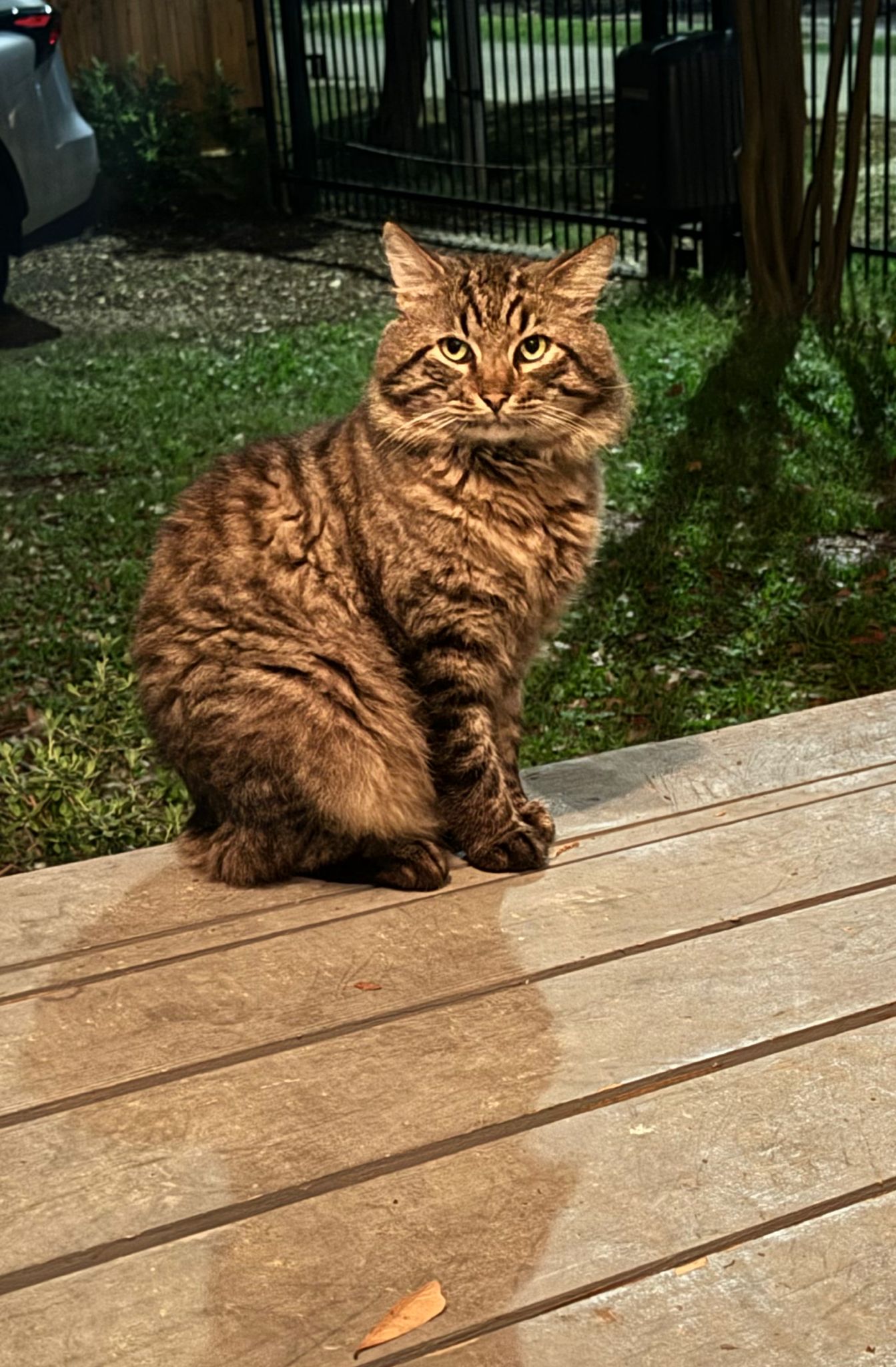 Archie the Cat